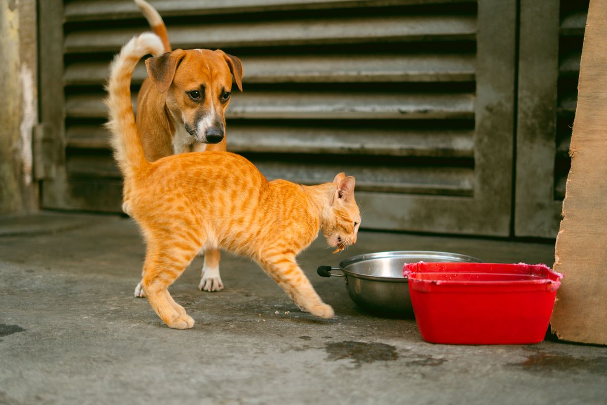 Un perro y un gato naranja junto a sus platos de comida