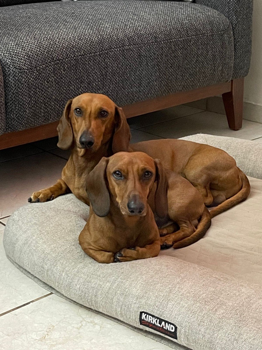 Zeus y Hachi, dos perros salchicha, en su cama