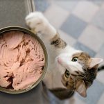 ¿El Pescado es Bueno para los Gatos?