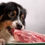 ¿Los Perros y Gatos solo deben Comer Carne?