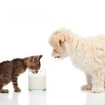 ¿La Leche de Vaca es Buena para los Cachorros?