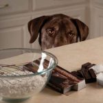 ¿El Chocolate es Tóxico para las Mascotas?