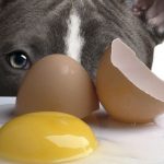 ¿Los Huevos Crudos son Buenos para el Pelaje de las Mascotas?