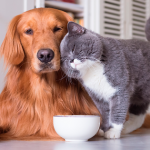 ¿El Hígado es Bueno para las Mascotas?