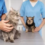 DIFERENCIAS ENTRE PERROS Y GATOSA LA HORA DE COMER
