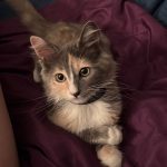 KARMA, SABINA Y MARGOT